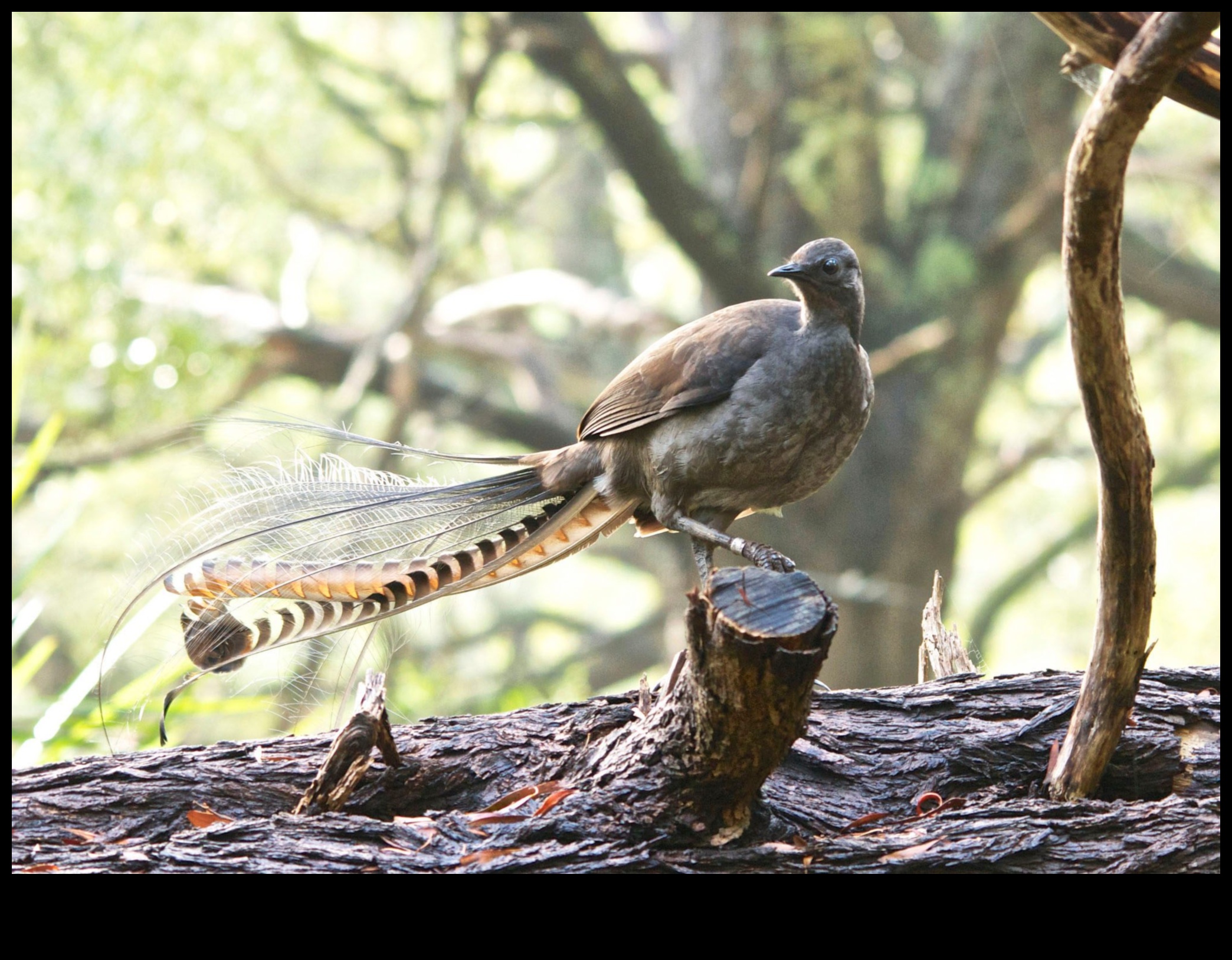 Mysterious Mimics Birds Known for Impersonating Sounds 4 Mysterious Mimics: Birds Known for Impersonating Sounds