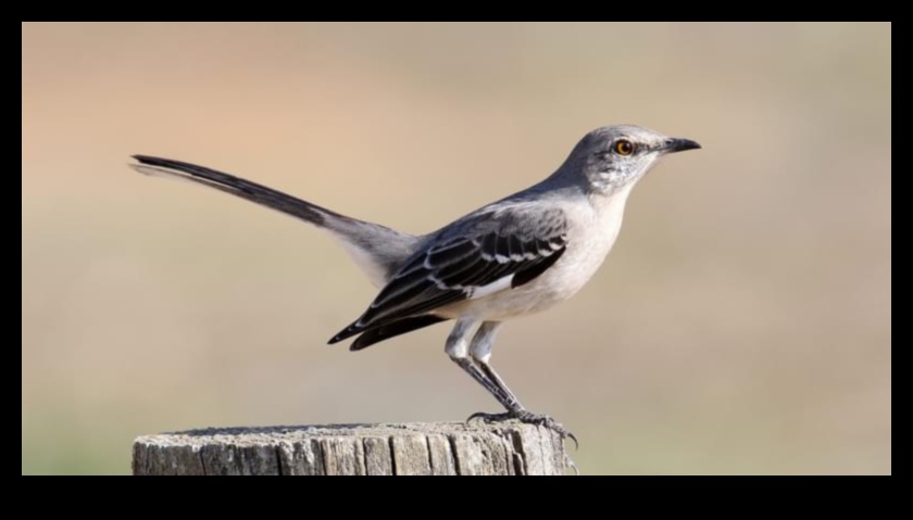 Mysterious Mimics Birds Known for Impersonating Sounds 5 Mysterious Mimics: Birds Known for Impersonating Sounds