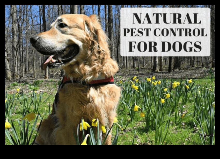 Natural Pest Control for Pets Keeping Your Home Bug-Free 3 Natural Pest Control for Pets: Keeping Your Home Bug-Free