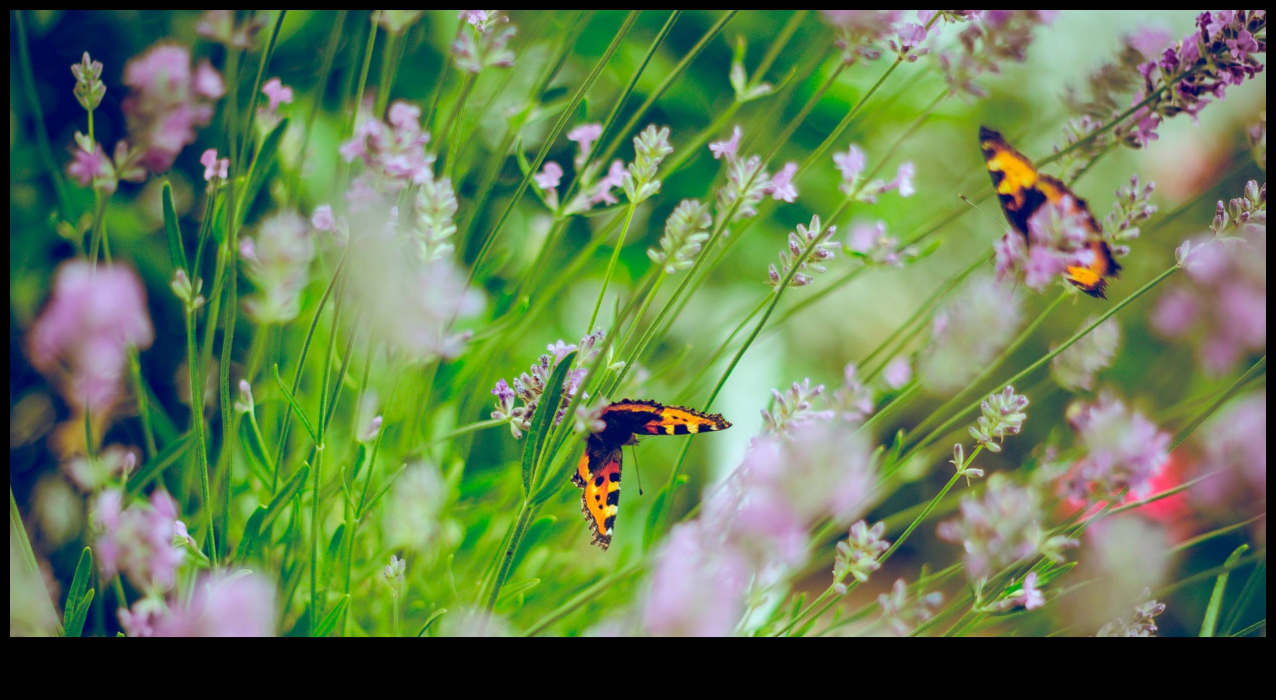 Nature Nectar: Savoring the Sweetness of Outdoor Activities