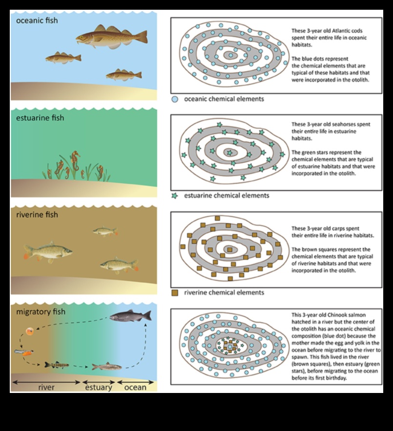 Nautical Navigation Understanding Fish Migration Patterns 1
