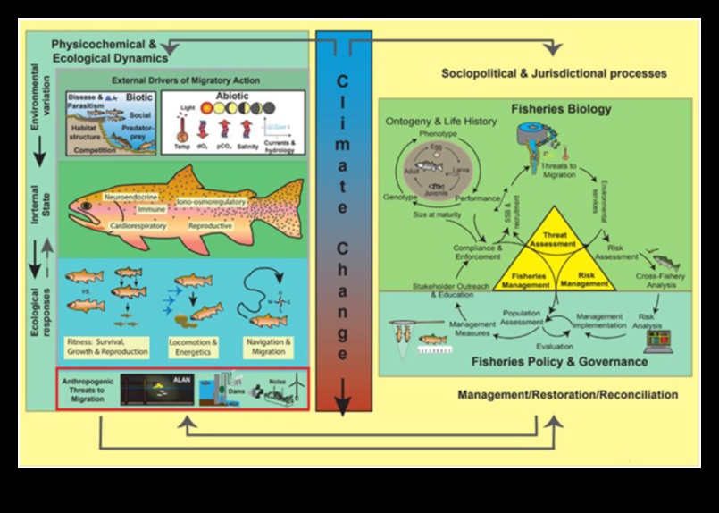 Nautical Navigation Understanding Fish Migration Patterns 2 Nautical Navigation: Understanding Fish Migration Patterns
