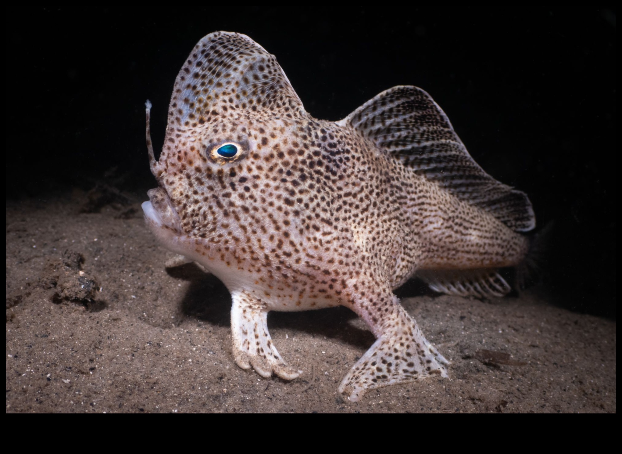 Nautical Novelties: Unique and Unusual Fish from Around the World