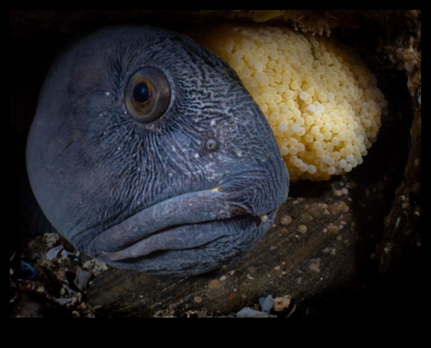 Nautical Novelties: Unique and Unusual Fish from Around the World