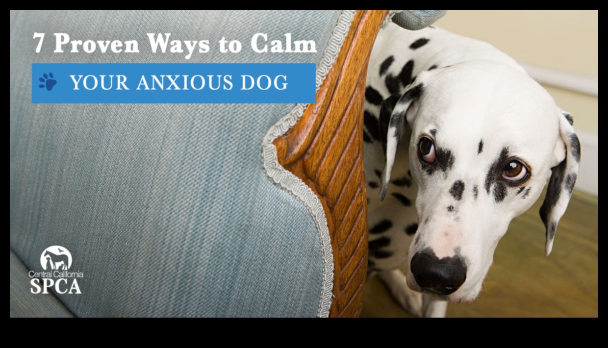 Navigating Canine Anxiety Tips for a Calm Pup 1 Navigating Canine Anxiety: Tips for a Calm Pup