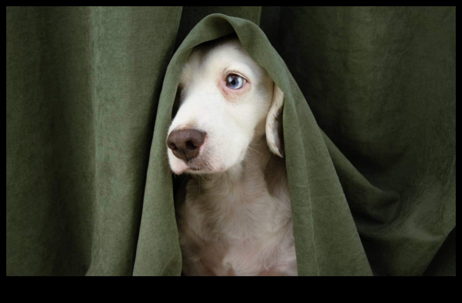 Navigating Canine Anxiety Tips for a Calm Pup 2 Navigating Canine Anxiety: Tips for a Calm Pup