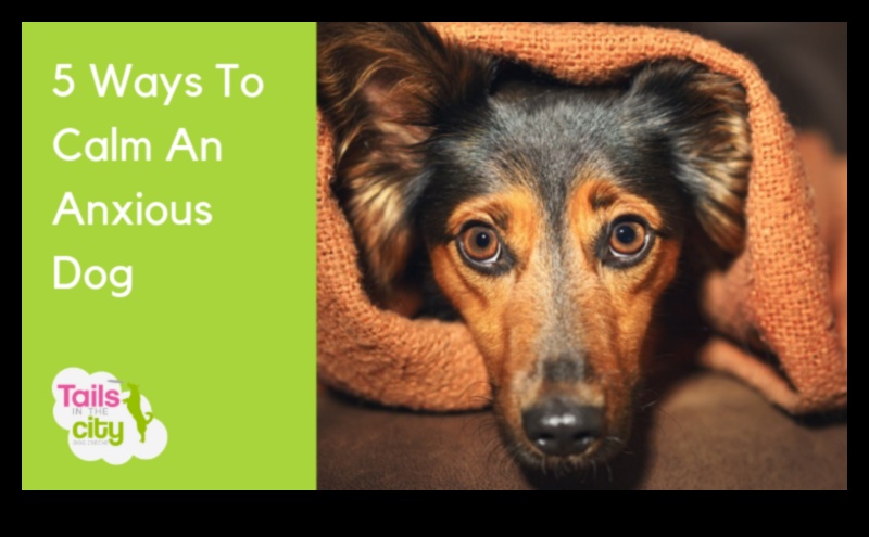 Navigating Canine Anxiety Tips for a Calm Pup 3 Navigating Canine Anxiety: Tips for a Calm Pup