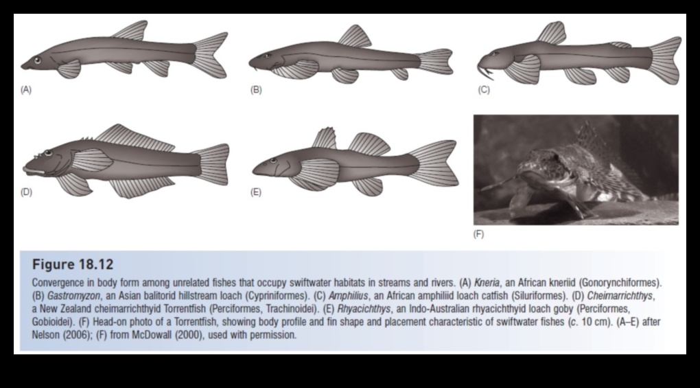 Navigating the Currents How Fish Adapt to Water Flow 1