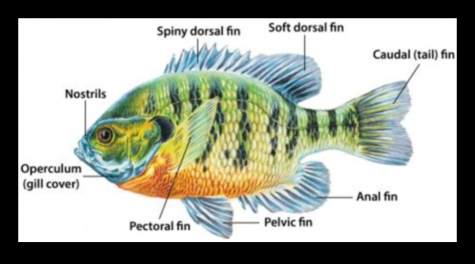Navigating the Currents How Fish Adapt to Water Flow 3 Navigating the Currents: How Fish Adapt to Water Flow