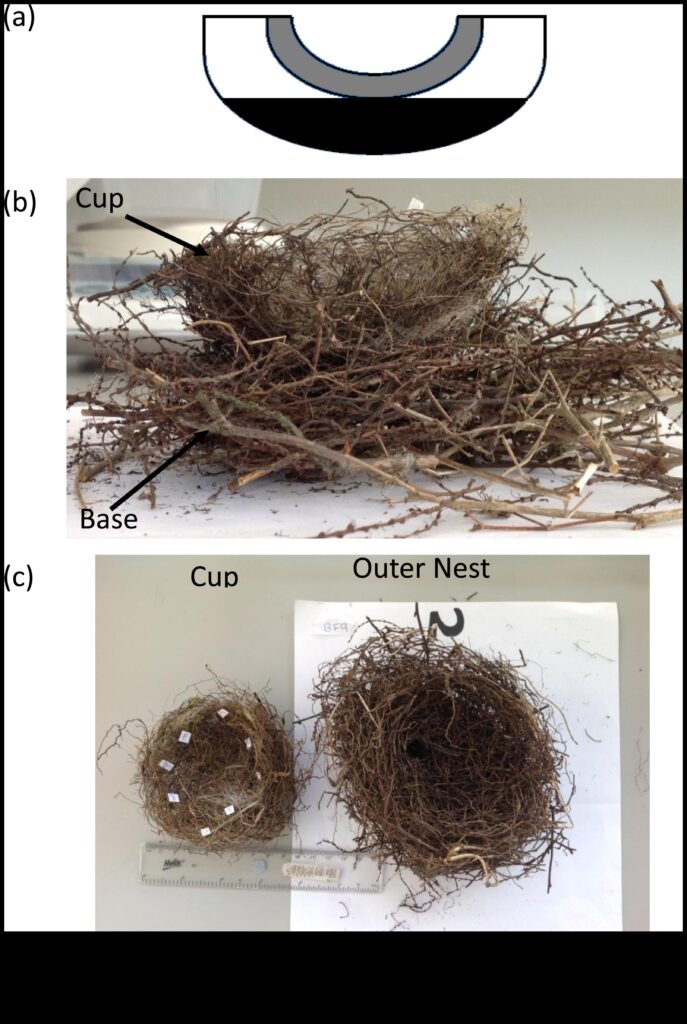 Nesting Know-How Insights into Bird Nest Construction 1