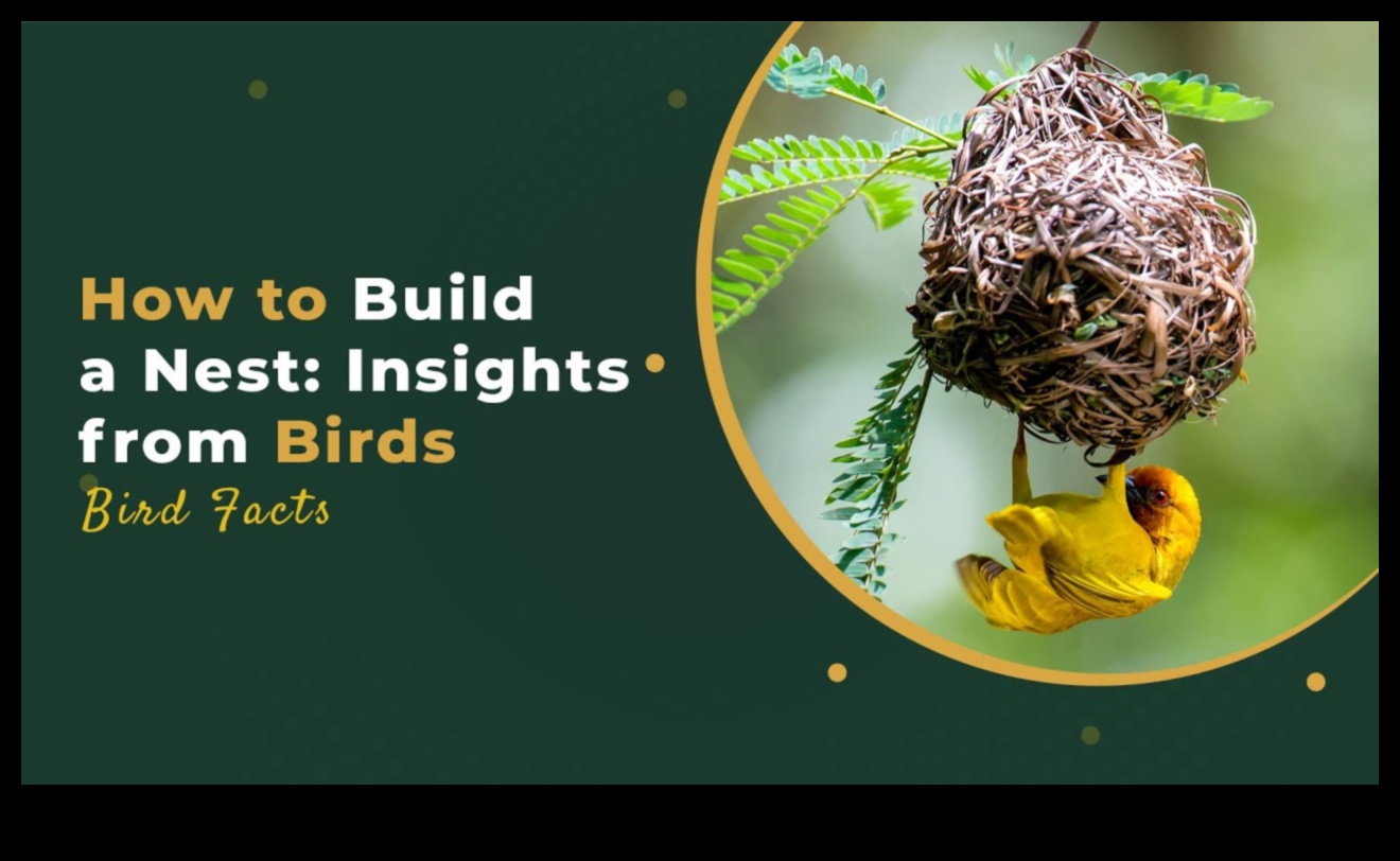 Nesting Know-How Insights into Bird Nest Construction 2 Nesting Know-How: Insights into Bird Nest Construction