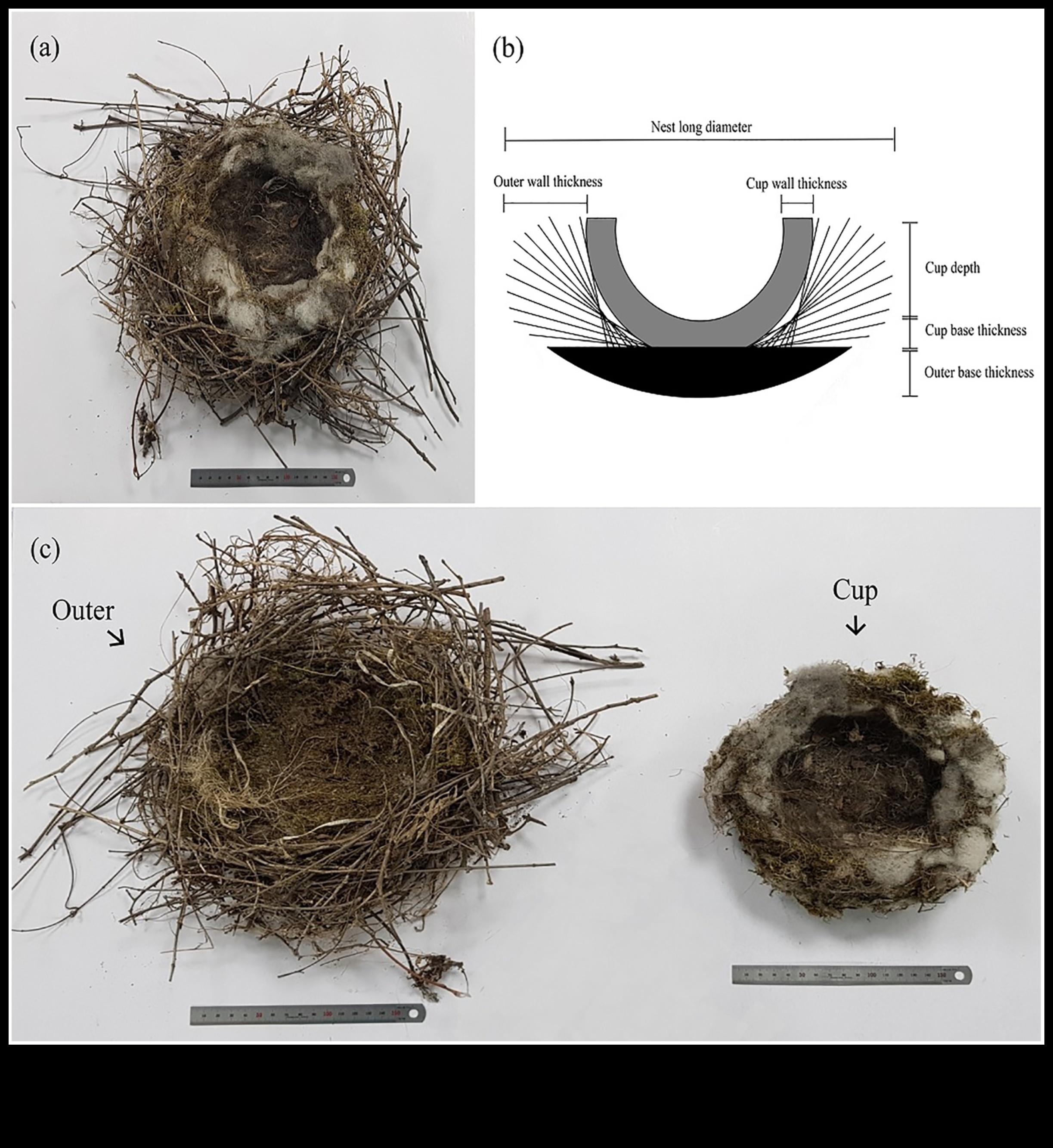 Nesting Know-How Insights into Bird Nest Construction 3 Nesting Know-How: Insights into Bird Nest Construction