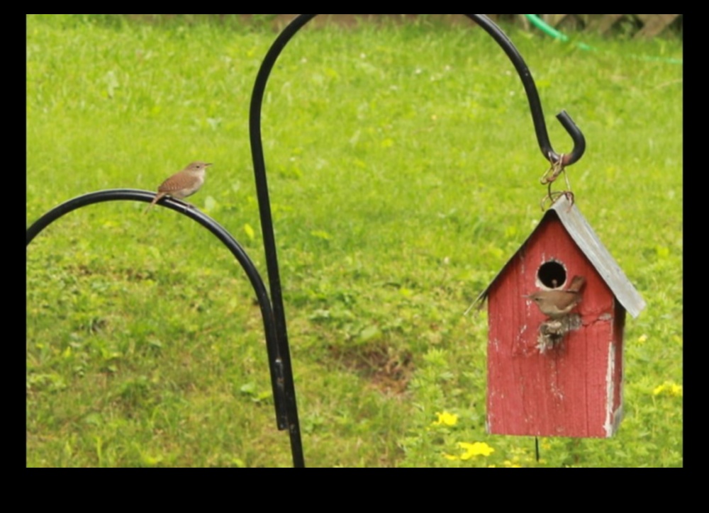 Nesting Season Tips for Creating Bird-Friendly Gardens 4 Nesting Season: Tips for Creating Bird-Friendly Gardens