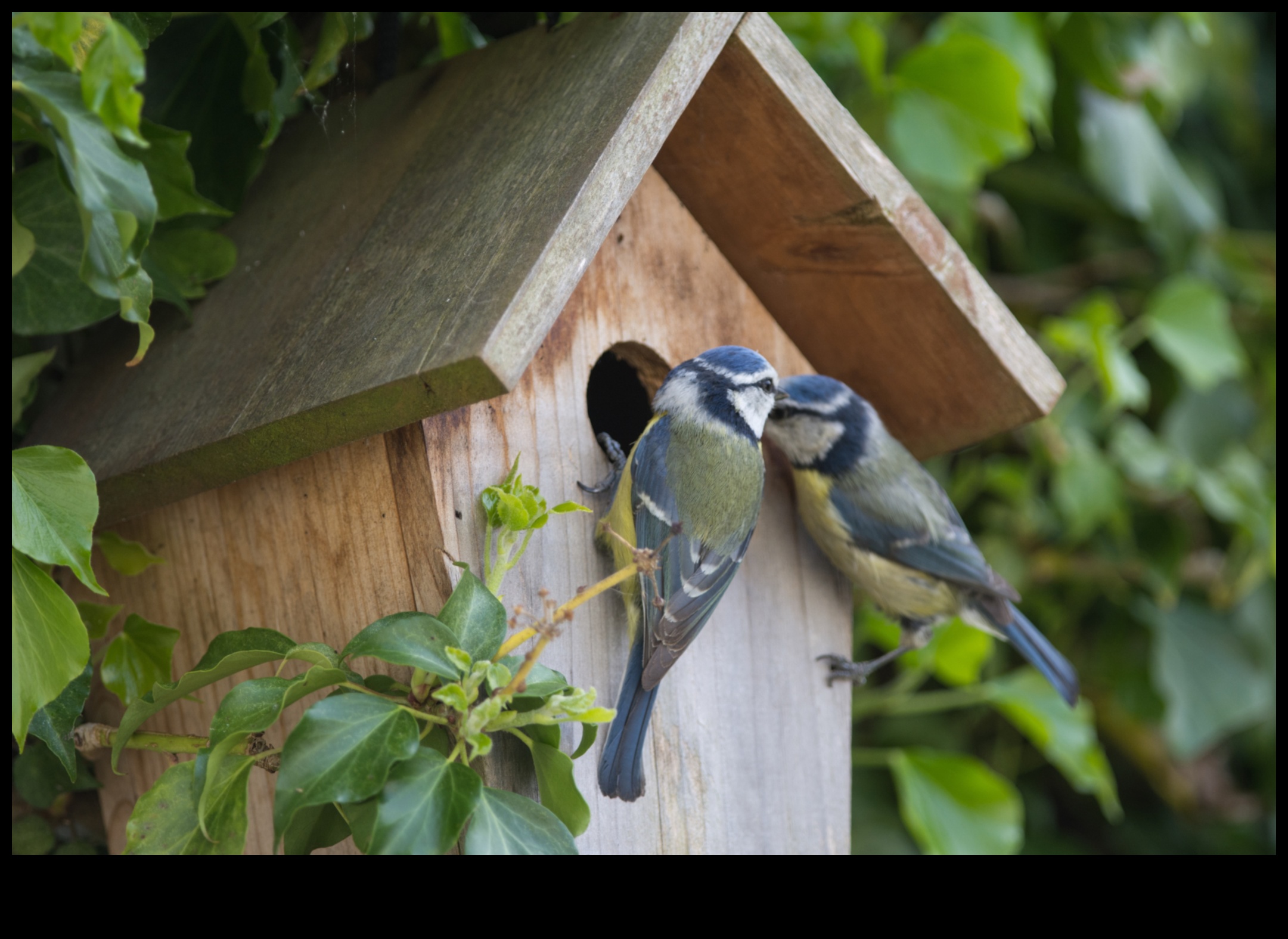 Nesting Season Tips for Creating Bird-Friendly Gardens 5 Nesting Season: Tips for Creating Bird-Friendly Gardens