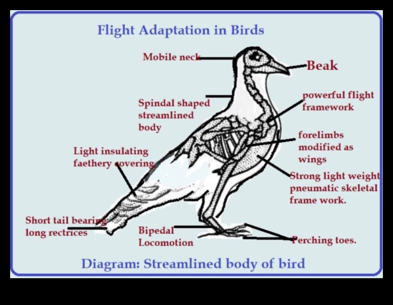 Night Flyers Continued Adaptations of Birds Active in Low Light 2 Night Flyers Continued: Adaptations of Birds Active in Low Light