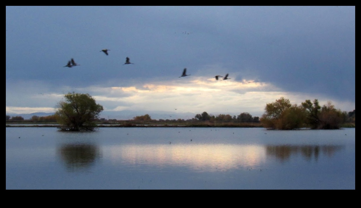 Night Flyers Unraveling the Mysteries of Nocturnal Birds 2 Night Flyers: Unraveling the Mysteries of Nocturnal Birds