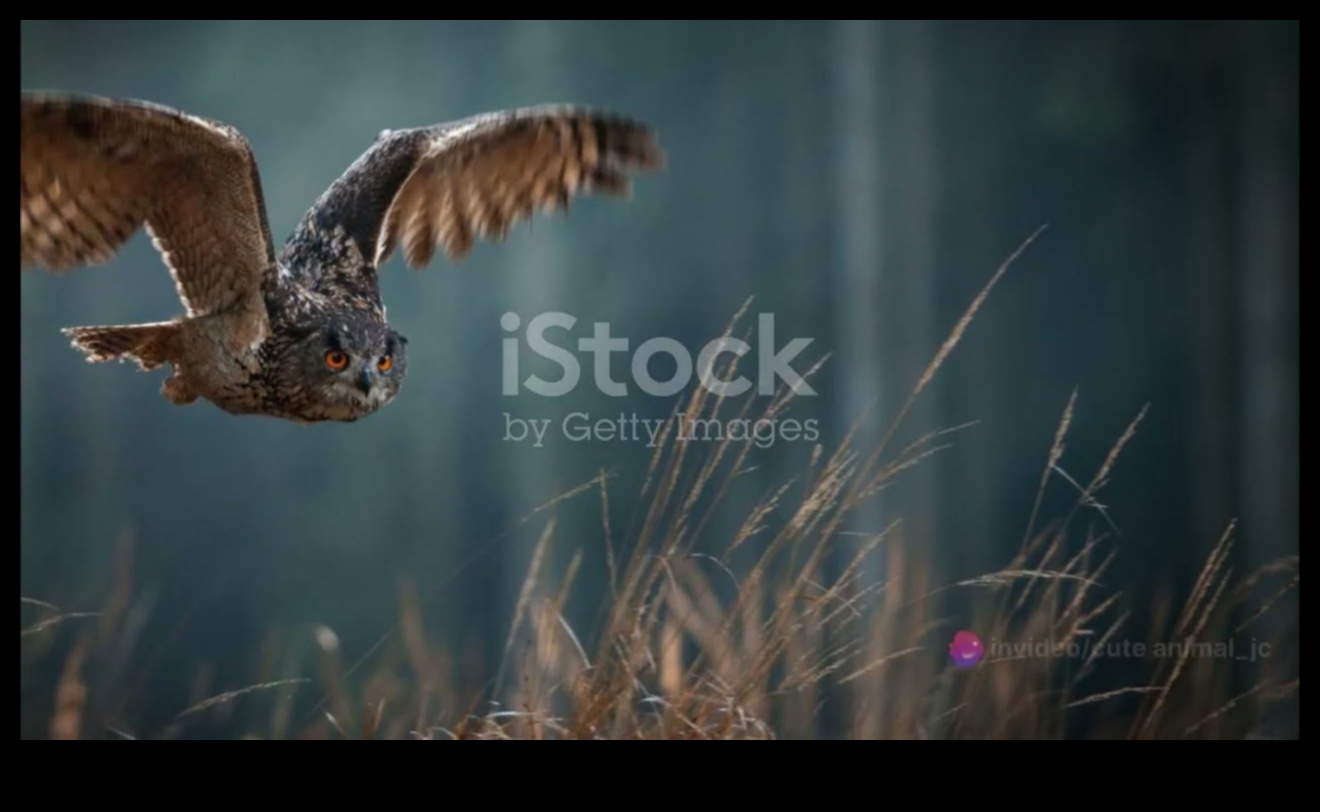 Night Flyers Unraveling the Mysteries of Nocturnal Birds 4 Night Flyers: Unraveling the Mysteries of Nocturnal Birds