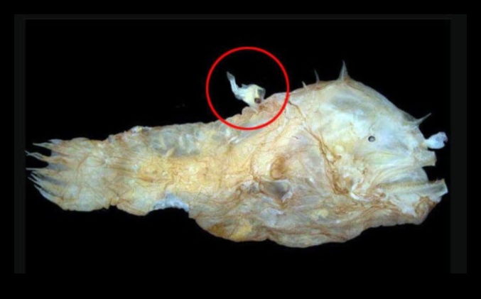 Oceanic Oddities Continued Deep-Sea Fish with Strange Adaptations 1