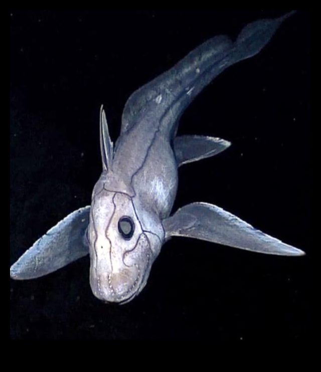 Oceanic Oddities Continued Deep-Sea Fish with Strange Adaptations 2 Oceanic Oddities Continued: Deep-Sea Fish with Strange Adaptations