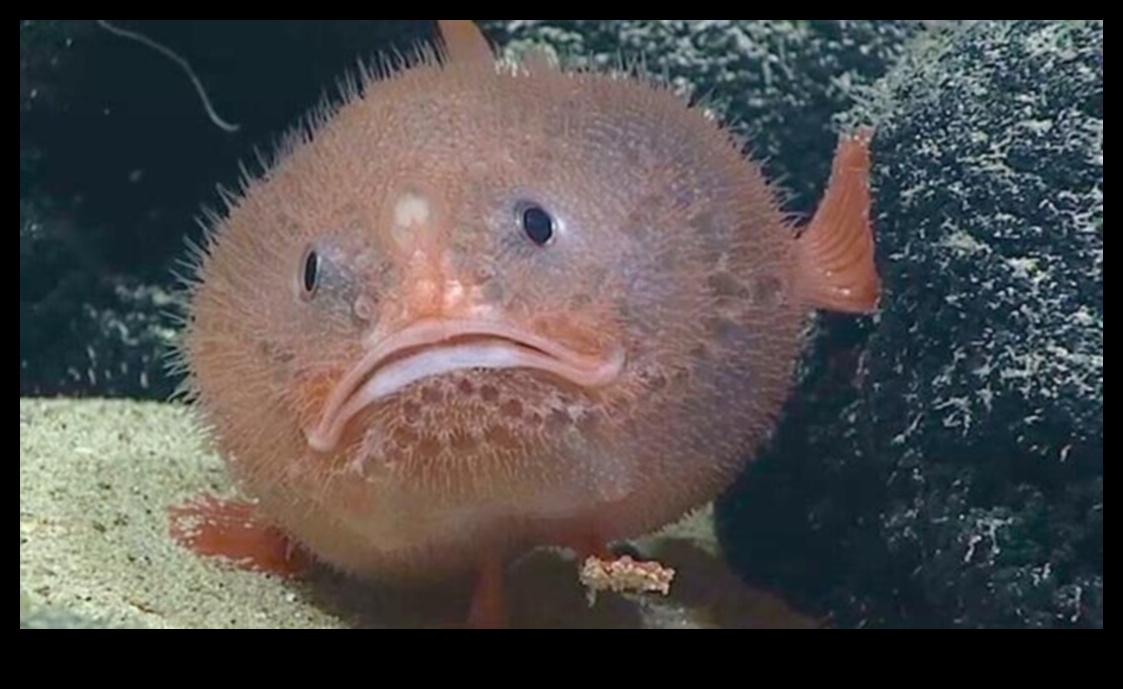 Oceanic Oddities Continued Deep-Sea Fish with Strange Adaptations 4 Oceanic Oddities Continued: Deep-Sea Fish with Strange Adaptations