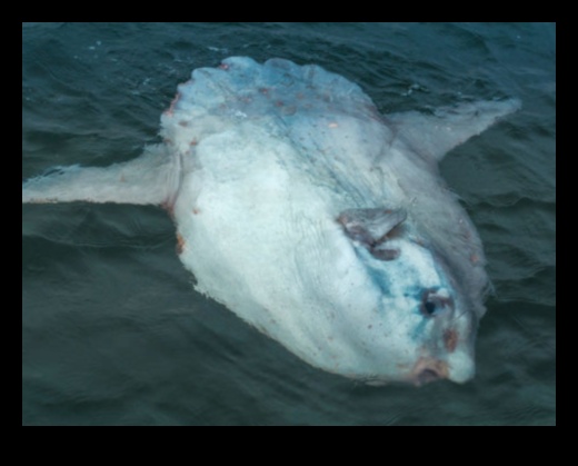 Oceanic Oddities Unusual Fish Species You've Never Heard Of 2 Oceanic Oddities: Unusual Fish Species You've Never Heard Of