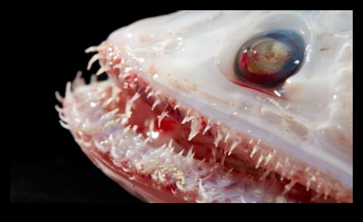 Oceanic Oddities Unusual Fish Species You've Never Heard Of 3 Oceanic Oddities: Unusual Fish Species You've Never Heard Of