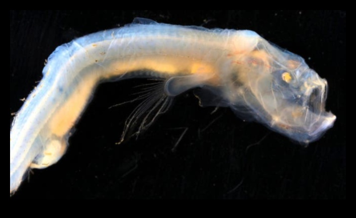 Oceanic Oddities Unusual Fish Species You've Never Heard Of 4 Oceanic Oddities: Unusual Fish Species You've Never Heard Of