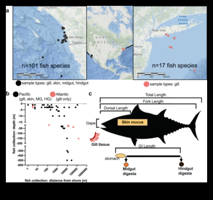 Oceanography Exploring the Seas Through Fish Diversity 2 Oceanography 101: Exploring the Seas Through Fish Diversity