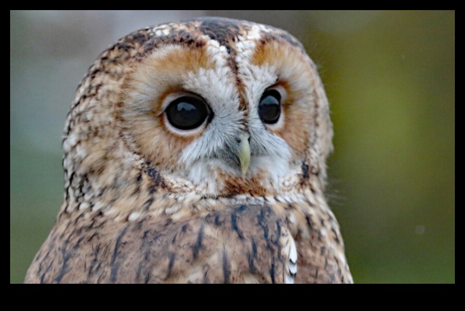 Owls of the World A Closer Look at These Nocturnal Predators 1