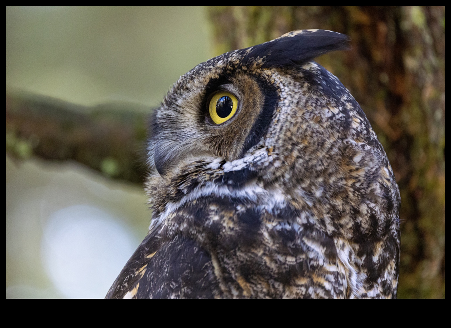 Owls of the World A Closer Look at These Nocturnal Predators 2 Owls of the World: A Closer Look at These Nocturnal Predators