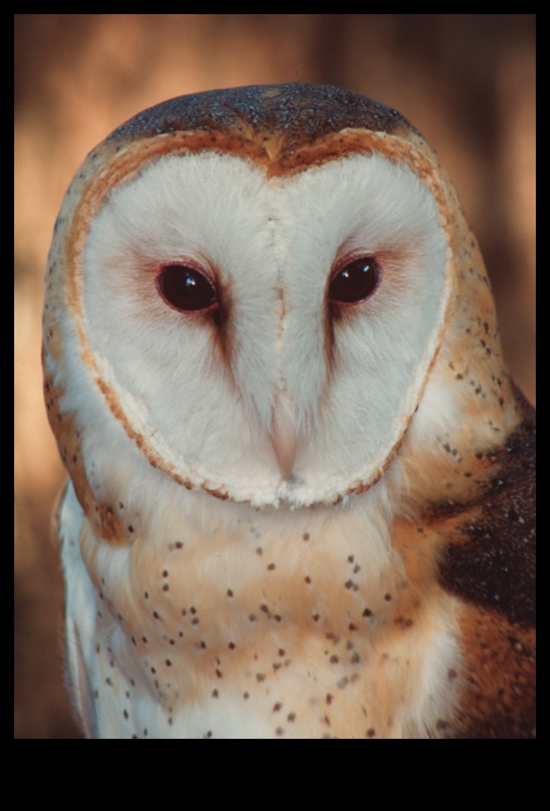 Owls of the World A Closer Look at These Nocturnal Predators 3 Owls of the World: A Closer Look at These Nocturnal Predators