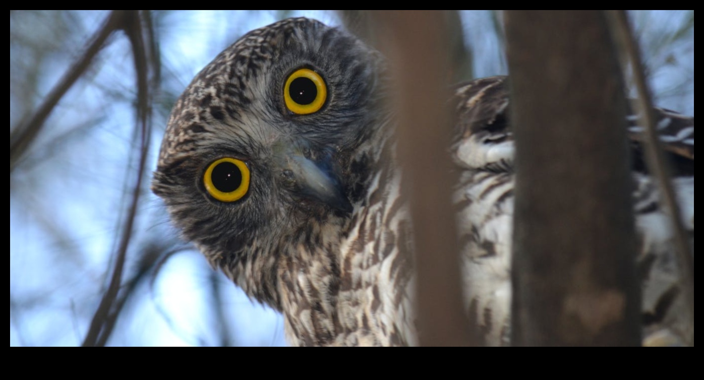 Owls of the World A Closer Look at These Nocturnal Predators 4 Owls of the World: A Closer Look at These Nocturnal Predators