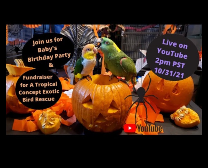 Parrot Party Playhouse Creating a Festive Space for Birds 1