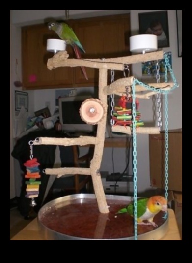 Parrot Party Playhouse Creating a Festive Space for Birds 3 Parrot Party Playhouse: Creating a Festive Space for Birds