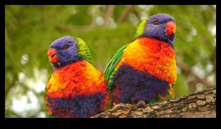 Parrot Picnic Continued A Guide to Planning Outdoor Feasts for Birds 3 Parrot Picnic Continued: Planning Outdoor Feasts for Birds