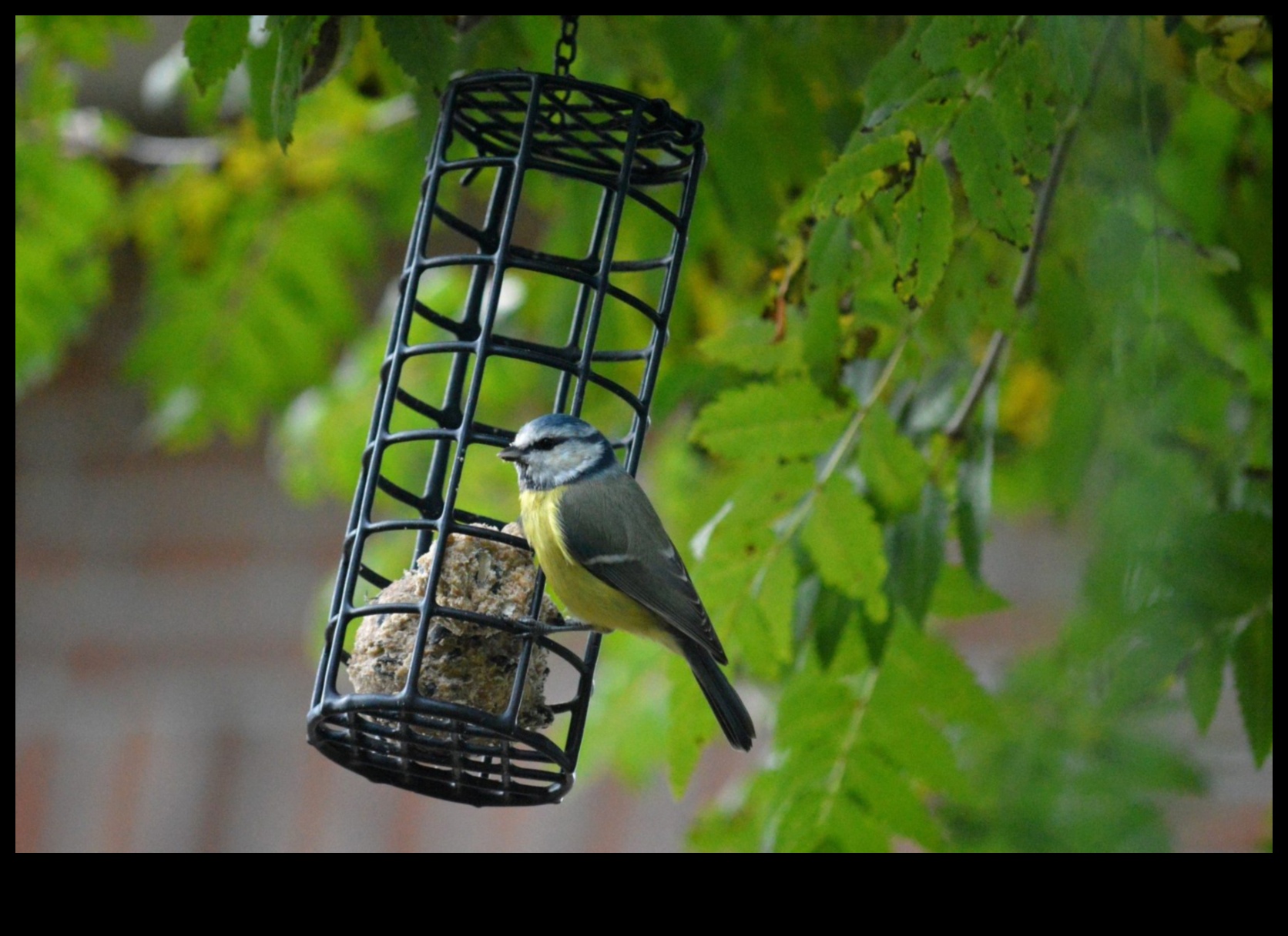 Parrot Picnic Continued A Guide to Planning Outdoor Feasts for Birds 4 Parrot Picnic Continued: Planning Outdoor Feasts for Birds