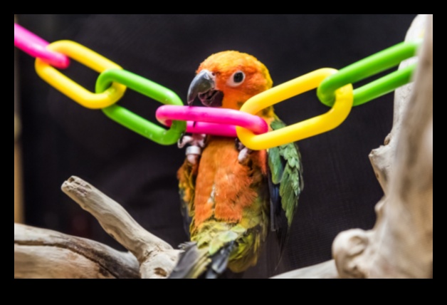 Parrot Play Palace Continued 10 DIY Additions for Enrichment 1