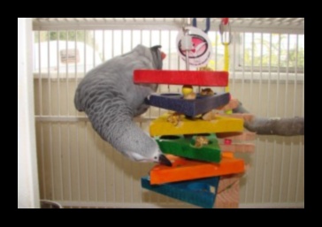 Parrot Play Palace Continued: DIY Additions for Enrichment