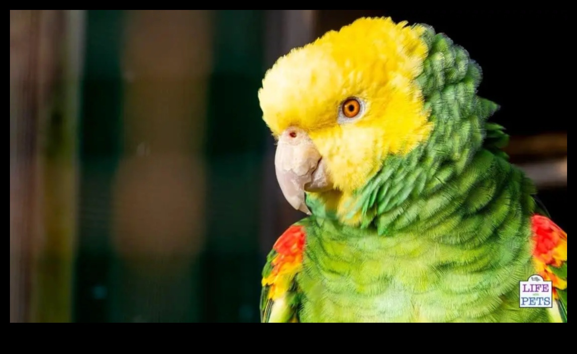 Parrot Play Palace Continued: DIY Additions for Enrichment