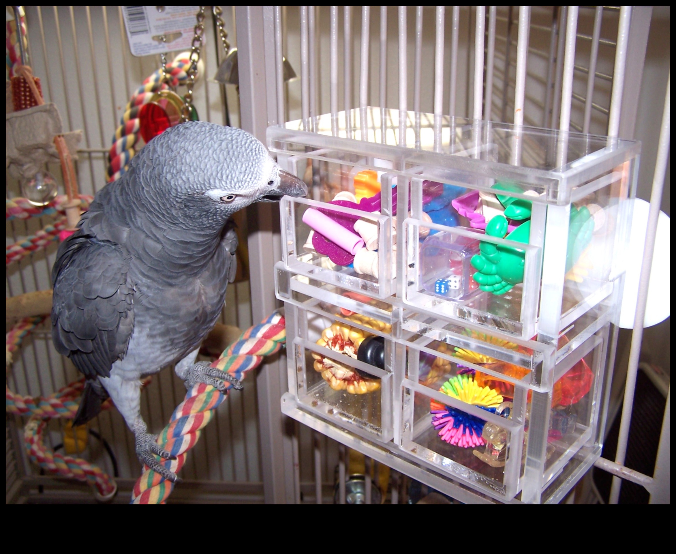 Parrot Play Palace Continued: DIY Additions for Enrichment