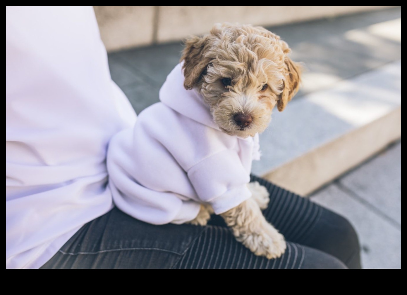 Paw-fectly Elegant How to Dress Your Pet for Any Occasion 2 Paw-fectly Elegant: Accessorizing Your Pet for Any Occasion