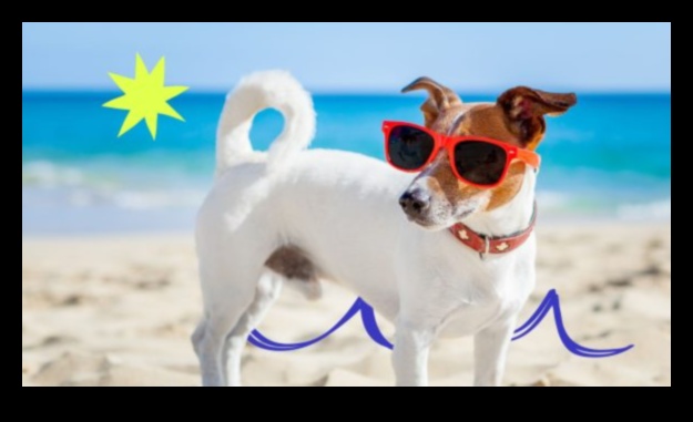 Paw-sitively Chic 5 Must-Have Accessories to Spruce Up Your Pet's Look 2 Paw-sitively Chic: Accessories to Spruce Up Your Pet's Look