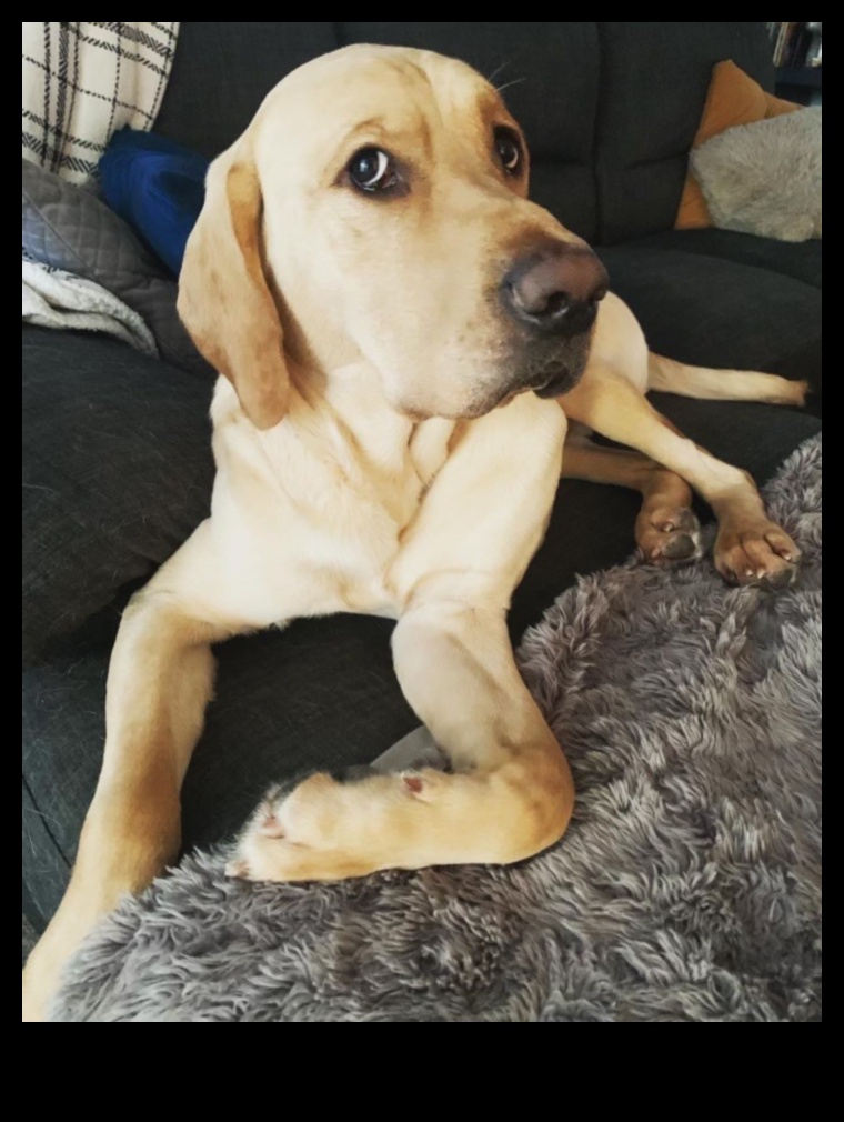 Paw-sitively Perfect Pups Understanding Canine Behavior 1