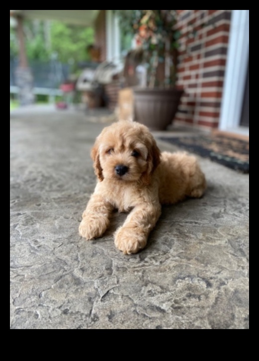 Paw-sitively Perfect Pups: Understanding Canine Behavior