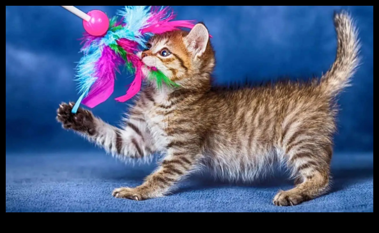 Paw-some Playtime: Fun Activities for Cats and Their Owners