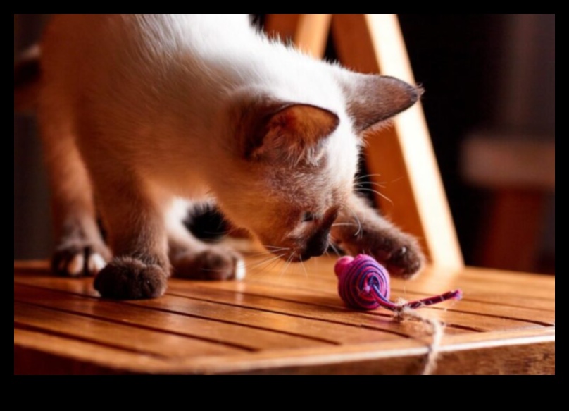 Paw-some Playtime: Fun Activities for Cats and Their Owners