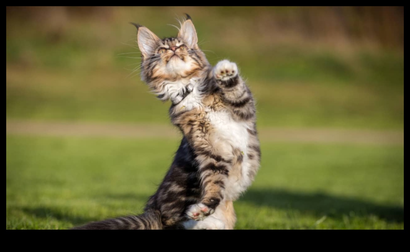 Paw-some Playtime: Fun Activities for Cats and Their Owners
