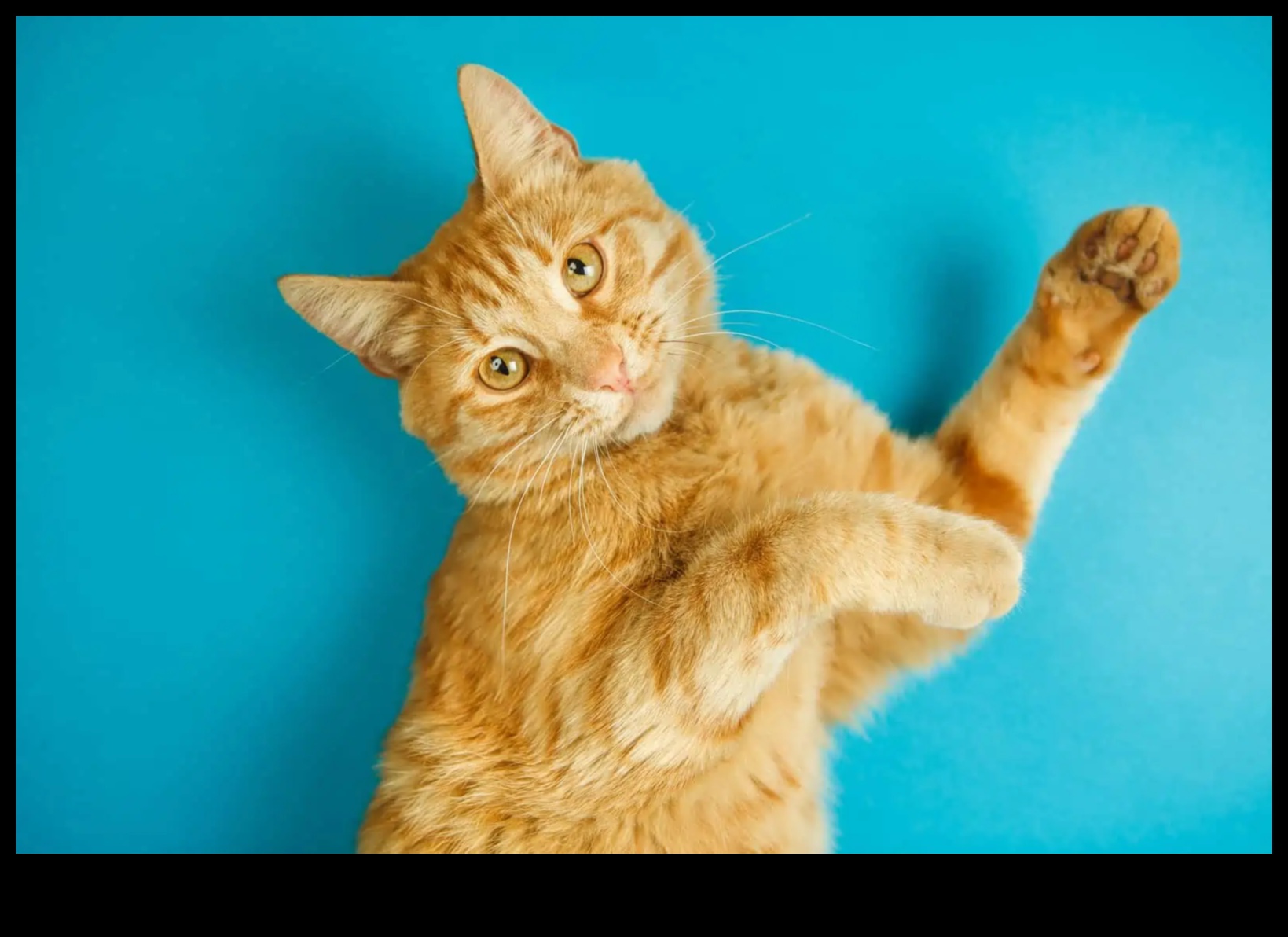 Paw-some Playtime: Fun Activities for Cats and Their Owners
