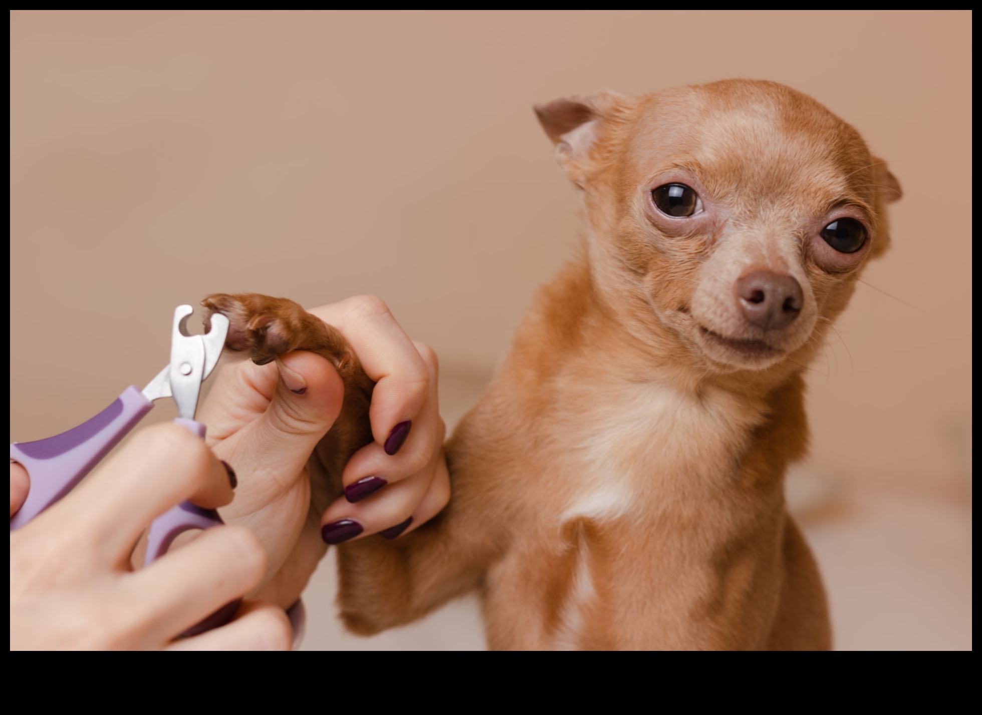 Pawdicures and Beyond Paw Care for Dogs and Cats 1 Pawdicures and Beyond: Paw Care for Dogs and Cats