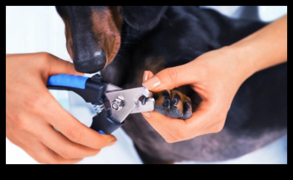 Paws and Claws Nail Care Tips for Dogs, Cats, and Small Animals 2 Paws and Claws: Nail Care Tips for Dogs, Cats, and Small Animals